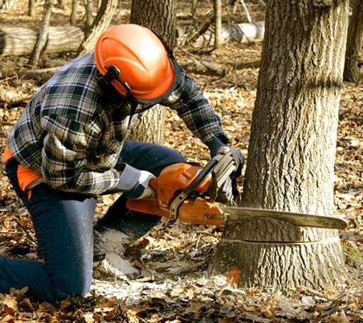 Tree Removal in Milan, KS